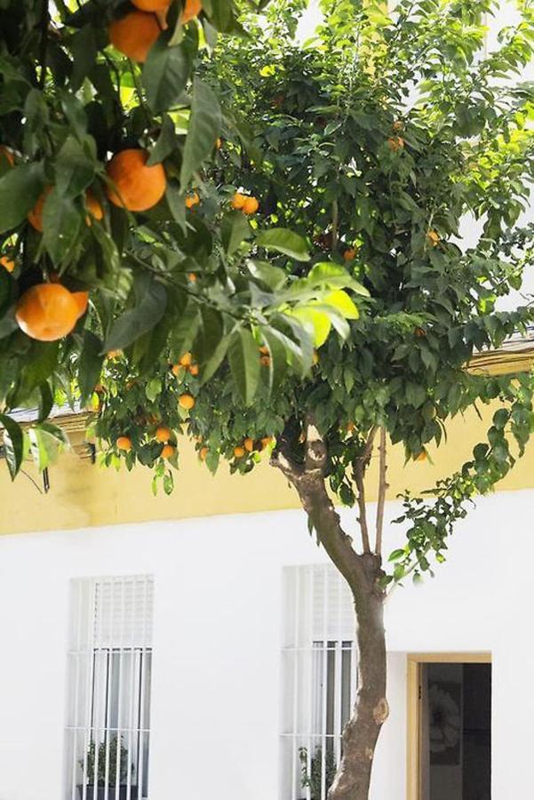 Apartamento Costasol 科爾多瓦 外观 照片
